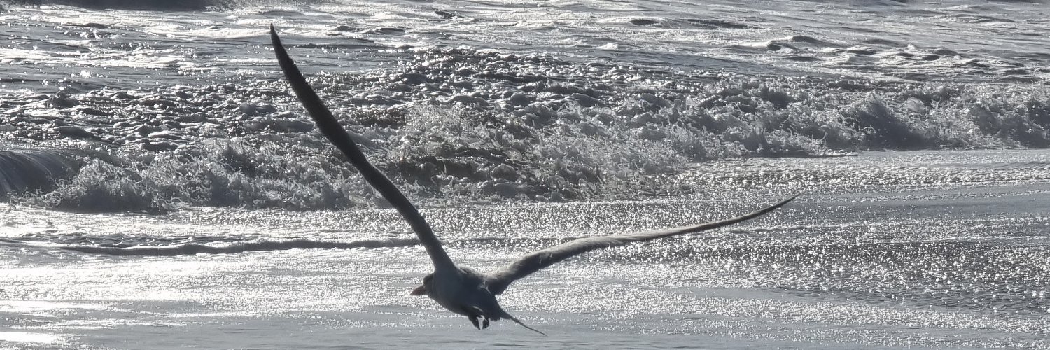 Möwe über dem Meer